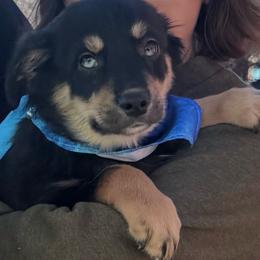 Grant - Black tri-color male Australian Shepherd puppy in Tucson, Arizona from TTTNT Aussies