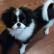 Japanese Chin Puppies from Carousel Chin