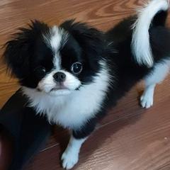 Japanese Chin Puppies from Carousel Chin