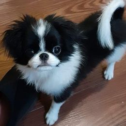 Japanese Chin Puppies from Carousel Chin