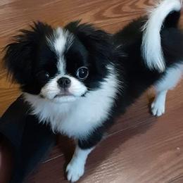 Japanese Chin Puppies from Carousel Chin