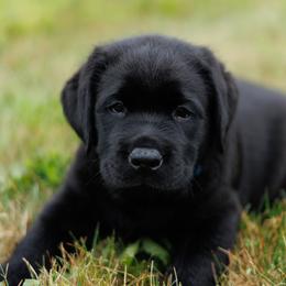 Blue Boy - Black male Labrador Retriever puppy in Southington, Ohio from Ridgemere Retrievers