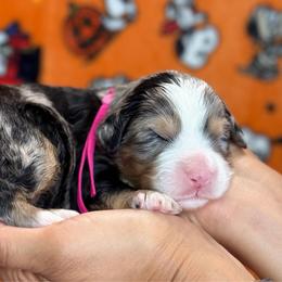 Summer - Tri-color female Bernedoodle puppy in Yuciapa, California from AlltheDoodlez_