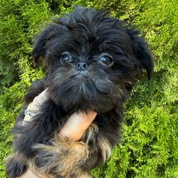 Boy 2 - Black and tan male Brussels Griffon puppy in Brooks, Georgia from Brooks Berner Bears & Brussels Griffons