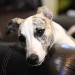 Whippets from C