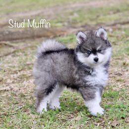 Stud Muffin - Black and white male Pomsky puppy in Denham Springs, Louisiana from Bayouland Pomskies