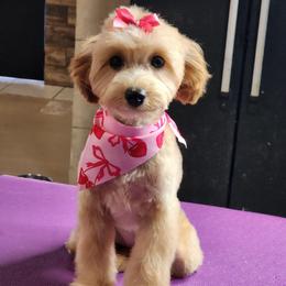 Roxy - Red  female Goldendoodle puppy in Saint Cloud, Florida from Rising Star Kennels