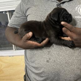 Cane Corso Puppies from Double C Cane Corso Kennel