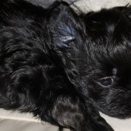 Boy 3 - Black and white Shihpoo puppy in Gilbert, Arizona from Thompson's Tiny Pups