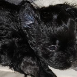 Boy 3 - Black and white Shihpoo puppy in Gilbert, Arizona from Thompson's Tiny Pups