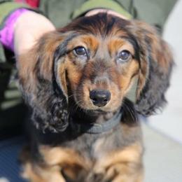 Dachshund Puppies from Lavendell Dachshunds