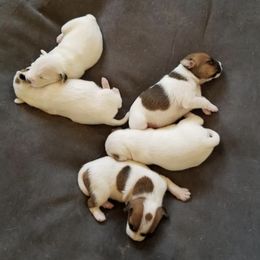 Parson Russell Terriers from Montana Jacks