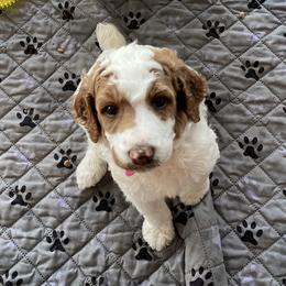 Dutchess - Parti female Poodle puppy in Port Saint Lucie, Florida from Abbott Standard Poodles