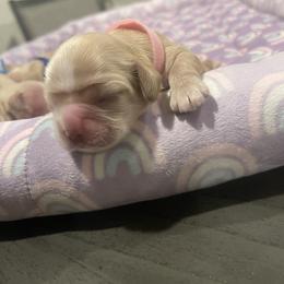 Pink - Buff female Cocker Spaniel puppy in Corcoran, California from Finest cocker spaniel