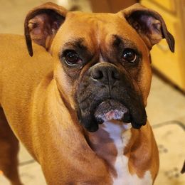 Hazel - Boxer