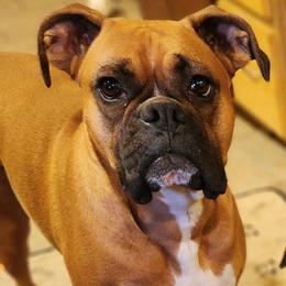 Hazel - Boxer
