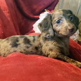 Dachshund Puppies from FLYING L Dachshund Academy