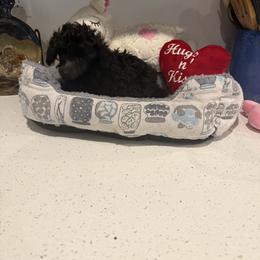 Coffee - Black male Poodle puppy in Prescott Valley, Arizona from Caloosa Toy Poodles