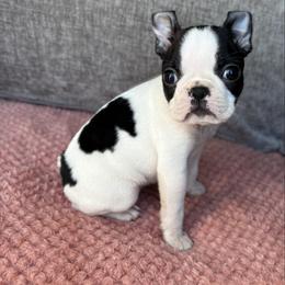 Remy - Brindle and white female Boston Terrier puppy in Powell, Tennessee from KP Pugs & Boston Terriers