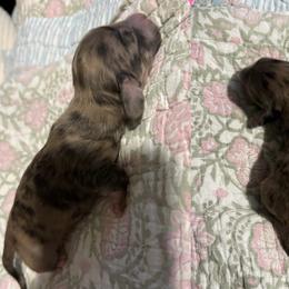 Dale - Brindle male Dachshund puppy in Coatesville, Indiana from ADH Dachshunds