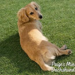 Sadie - Dachshund