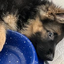 Milo Boy - Green - Black and red German Shepherd puppy in Sandown, New Hampshire from Gemini GSD