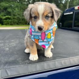 Independence - Blue merle male Miniature Australian Shepherd puppy in Corbin, Kentucky from Lightning K Kanine’s