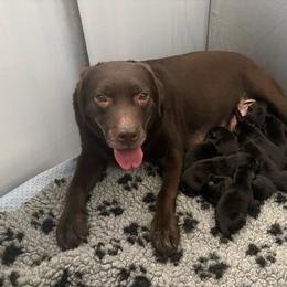 Brandy - Labrador Retriever