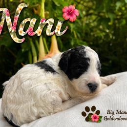 Nani - Parti female Goldendoodle puppy in Willits, California from Big Island Goldendoodles