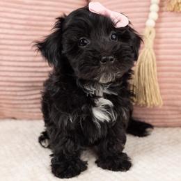 Lily - Black & white female Maltipoo puppy in Salt Lake City, Utah from My Doodle Puppy