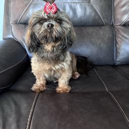 Goldie - Shih Tzu