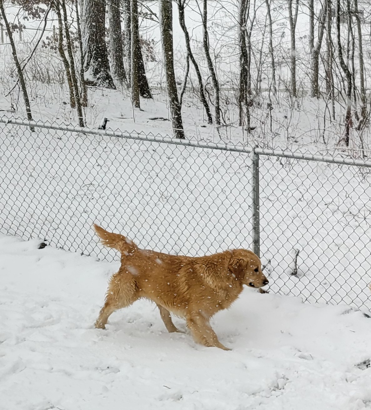 Golden Retriever All Grown Up from Highlander's Goldens of Howell