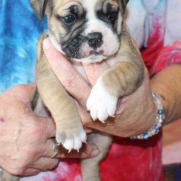 English Bulldog Puppies from Storm Stopping Bulldogs