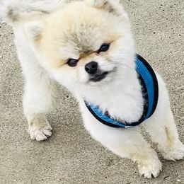 King - Pomeranian