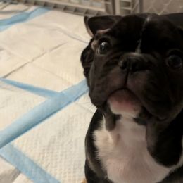 Black and White "Littles" - Tricolors French Bulldog puppy in Fort Worth, Texas from Frenchies DFW