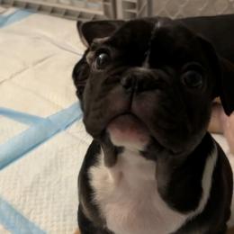 Black and White "Littles" - Tricolors French Bulldog puppy in Fort Worth, Texas from Frenchies DFW