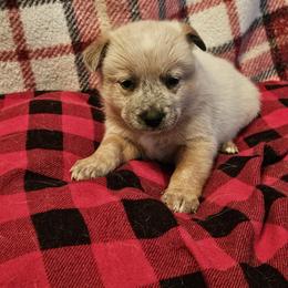 Echo - Red speckled female Australian Cattle Dog puppy in Sneedville, Tennessee from JoAnn's Australian Cattle Dogs