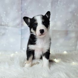 Sister Julienne - Tri-color female Border Collie puppy in Avilla, Indiana from Borderline Kennels