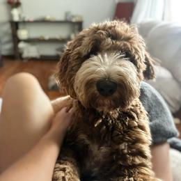 Finn - Bernedoodle