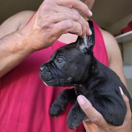 Boy 1 - Black male Cane Corso puppy in Kaufman, Texas from Phantom Corsos