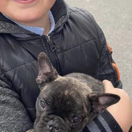 Boston Terrier and French Bulldog Puppies from High Plains Bullies