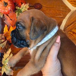 Silver Collar - Fawn male Boxer puppy in Forsyth, Montana from Hert's Big Sky Boxers