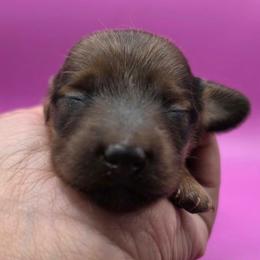 Red Bean - Shaded Red - Red male Dachshund puppy in Pueblo, Colorado from HotDachs