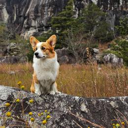 Peachy Pie - Pembroke Welsh Corgi