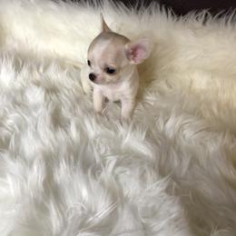 Chihuahua Puppies from Wild Prairie Chihuahuas