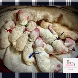 Dash- Green - Parti male Goldendoodle puppy in Ankeny, Iowa from Iowadoodles2love