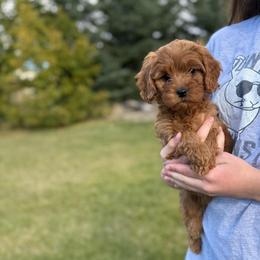 Cookie - Red female Cavapoo puppy in Logan, Utah from Mountain View Doodles