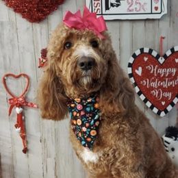 Ellie - Goldendoodle
