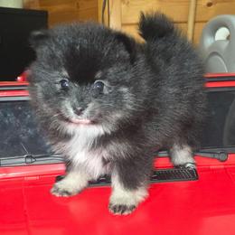 Male 1 - Black and tan male Pomeranian puppy in Buckeye, Arizona from BL Poms Heaven