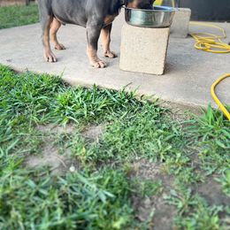 American Bully Puppies from Manuia Kennels